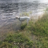 Bild från Dalarna Älv-Camping - Sifferbo Camping av @gabbiriben - SolsolÄNTLIGENSOL