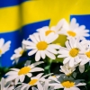 Celebrate Midsommar today!
2day,… We try again! 11.00 Searching flowers / decorate the tree. 14.00 Dancing around the tree. 18.00 Lottery and Grill. Let’s hope the sun is coming soon! Because of the rain yesterday we decided to move our yearly Midsommar p