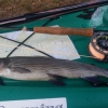 Så kan det gå, när man fiskar från en kajak (med en torrfluga). 
Damir från Strängnäs, fångade totalt fem harrar på sin paddling.