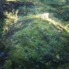 Bild från Bovikens Havsbad av @masu23 - Skogsljus #boviksbadet #skogen