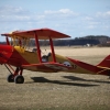 Tiger Moth