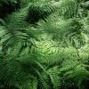 Bild från Västra Långvattnet av @gosteadyready - The magic of ferns #delsjön #ferns #gpsommar