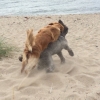 Bild från Beachen Nybrostrand av @sannebrattlund - [ happiness! ] 
Lyckan som uppstår när man får komma ner på stranden och börja dagen 