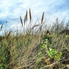 Bild från Nybrostrands Camping av @iammartinasoomro - #beachoftheday #summer #sky