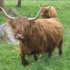 Highland cattle betar i hagarna