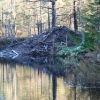 Bäverhydda i Fjällevadsbäcken