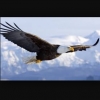 Bild av @northenendemic - U can fly above or swim with the rest of them!
#staytrue#stayyou#inittowinit#fight#win#conquer#love#life#journey#heartofanorthener#swedishlion#european#swedish#ontop#never#let#them#change#you