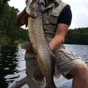 I somras var Kristoffer Uvenkrans här och fiskade sina vänner. Och fisk fick dom, den här på bilden var störst 6,7kg nytt rekord för Ugglebodsjön/ Rosornas Camping.Grattis!!