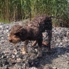Bild av @merjasalomaki - Molly efter bad