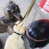 Bild från Långholmen Prison av @xlntmarc - Ever felt just a little to POSH? That you are a tiny bit to CLASSY? Here's a tip! Fill up an empty pet bottle with your finest boxed wine that you got & take your Dogs out for a walk! That will bring you down a c
