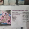 SvD igår! Kul!