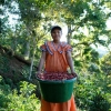 Ett av kaffevärldens i särklass mest eftertraktade bönor! Vi har fått in tre påsar av Geisha-kaffe från gården Hacienda Esmeralda i Panama. Smaken är intensivt blommig med en ton av skogsbär, måste upplevas åtminstone en gång i varje lyxlirares liv. En på