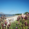 Bild från Playa De La Sandhamn, Gotland av @chiffe84 - Sommar på Gotland 
#gotland #beach #strand #island #summer #sommar #idyll 
@erika_lothberg @hedblomma