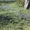 Gräsmattan är full av vårblommor, vackert.