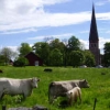 Vaksala kyrka från kossornas perspektiv!
