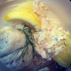 Dagens fisk - Pocherad rödspätta med kokt potatis & skagenröra 