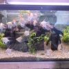 Scalare mix XL, ca 10-15 cm:
150 kr/st
2 st 225 kr