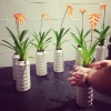 Plantering av Tillandsia