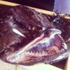 Gissa fisken! En riktig fuling men fantastisk god!