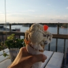 Bilder från Fjällgatans Kaffestuga