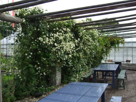 Rosendals Trädgård