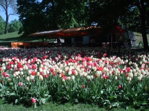 Floras Kulle