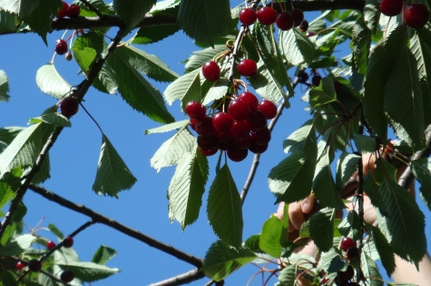 Trummenäs