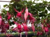 Blommor
