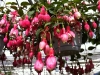 Blommor