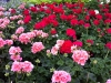 Blommor