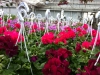 Blommor
