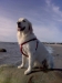 Badhund vid Svanebäcks badplats