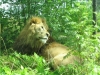 Safariparken