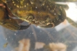 Mr Krabba! Innan han släpptes tillbaka i havet