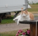 Våran katt hittade oxå en fin plats att ligga på :-)