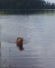 Hundbad!