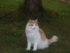 Våran katt fann sig tillrätta vi detta träd :-)