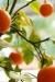 Garden Bistro & Design