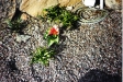 Där blommade en lilja i gruset (maj 2002)