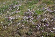  Vackra blommor i kyrkbacken.