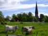 Vaksala kyrka från kossornas perspektiv!