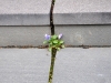 I trappan blommade en liten viol