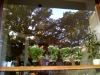 Café Sorl