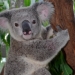 koala79