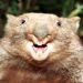 LeHappy Wombat