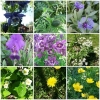 Bilder från Vitakrala
