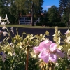 Bilder från Restaurang Saffran & Kardemumma