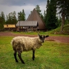 Bilder från Café Lindvallens Fäbod