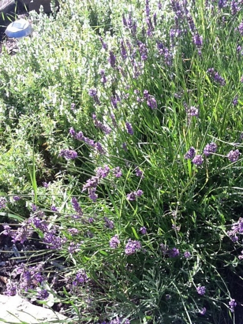 Pensionat Grankullavik