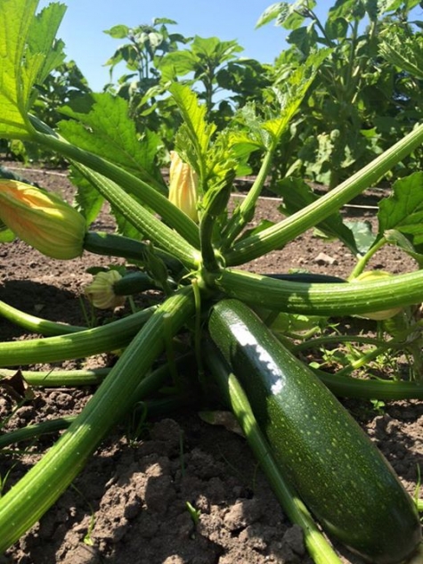 Katrinetorps Trädgårdscafé